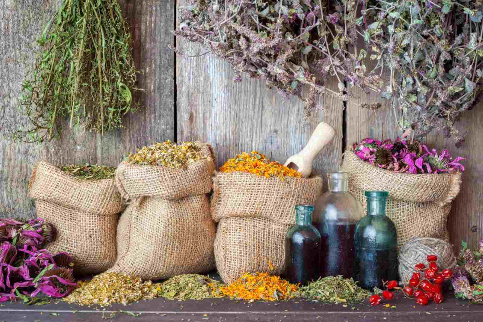 les plantes médicinales
